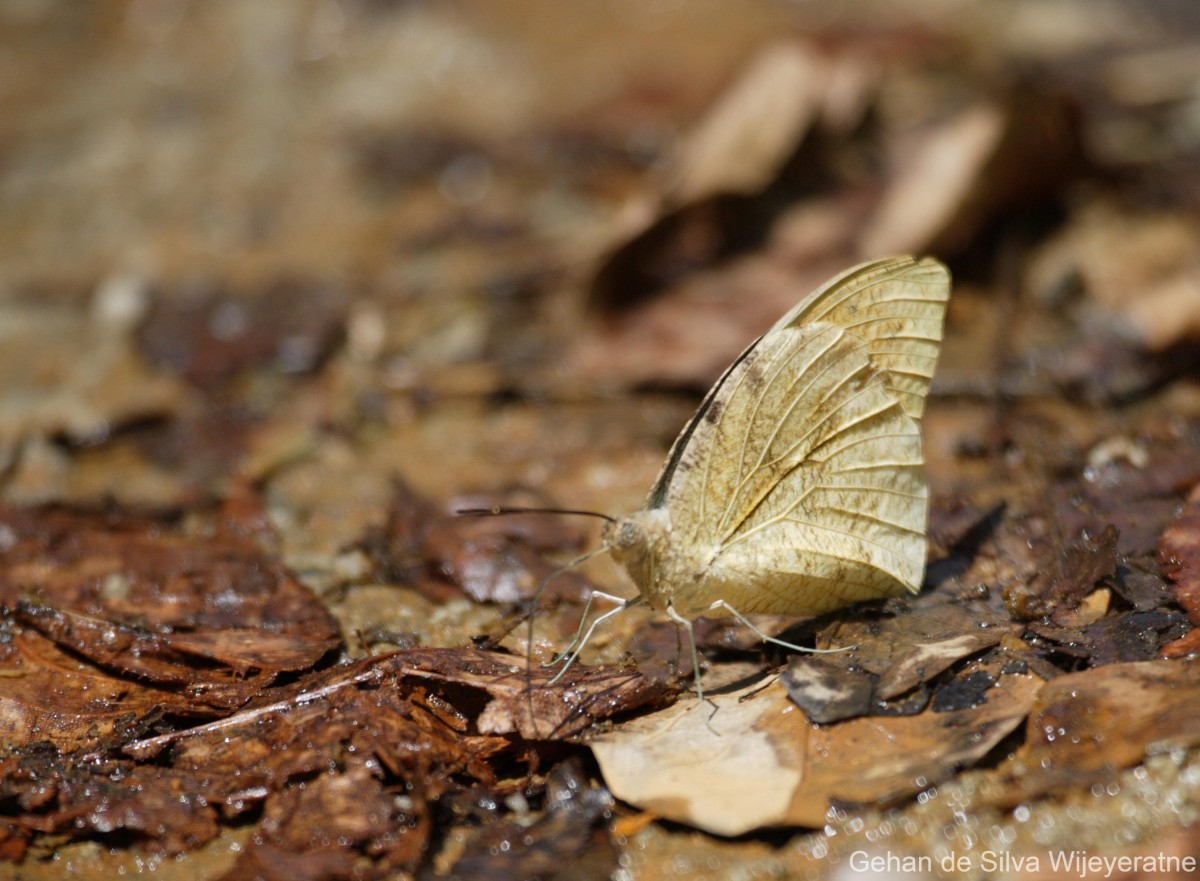 Hebomoia glaucippe Linnaeus, 1758